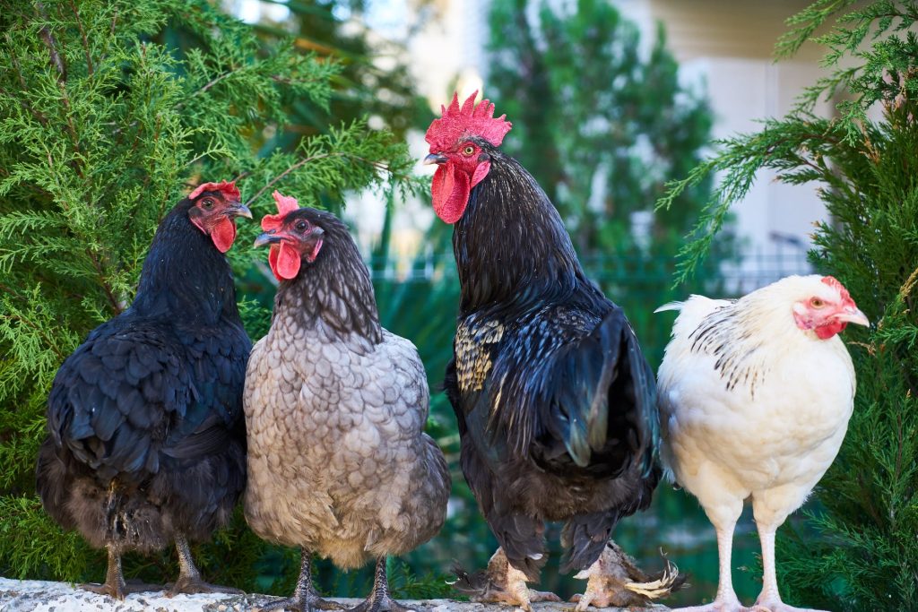 chicken for regenerative agriculture