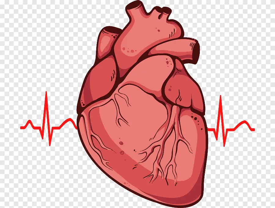 Heart Health 101: Understanding the basics