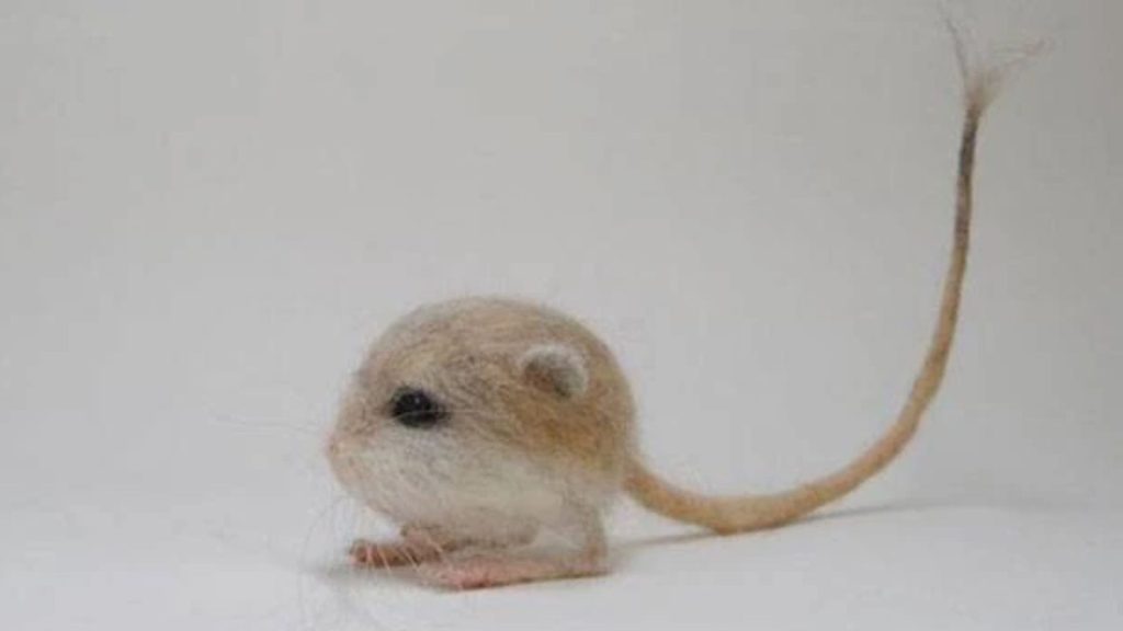 Baluchistan Pygmy Jerboa