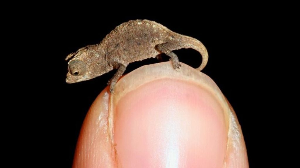 Brookesia Micra Chameleon