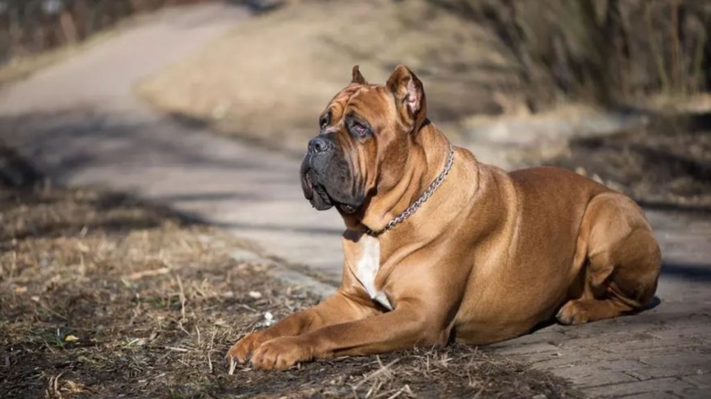 Cane Corso