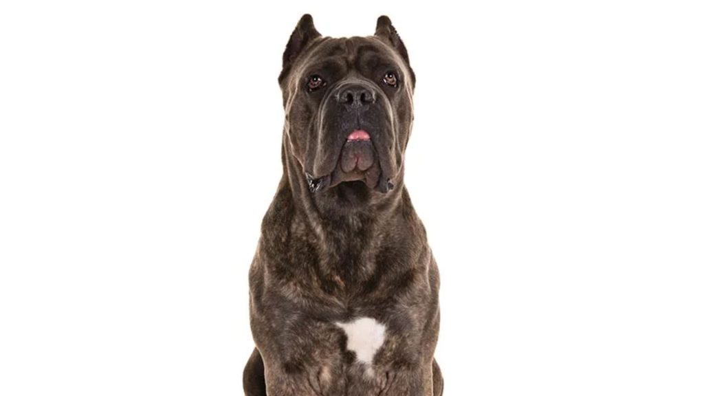 Cane Corso