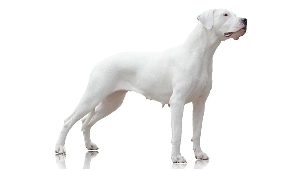 Dogo Argentino