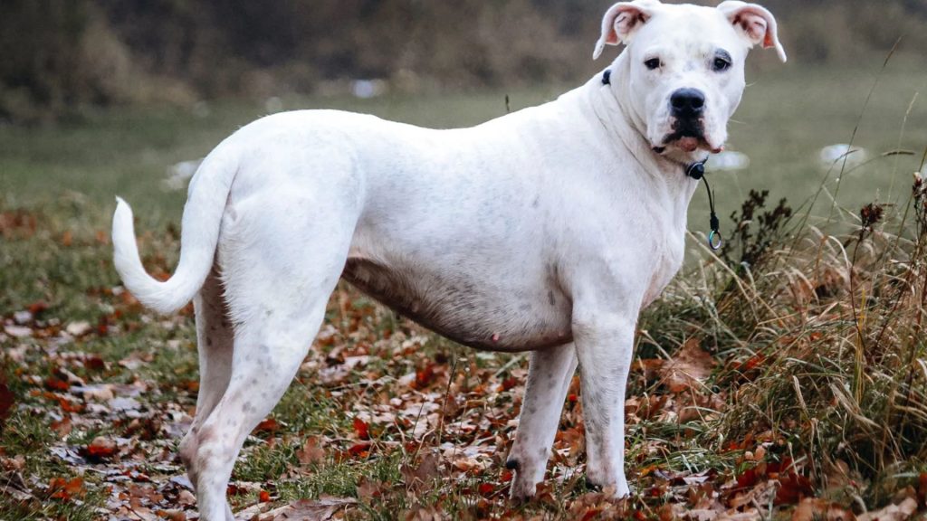 Dogo Argentino