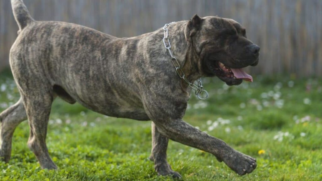 Dogo Canario