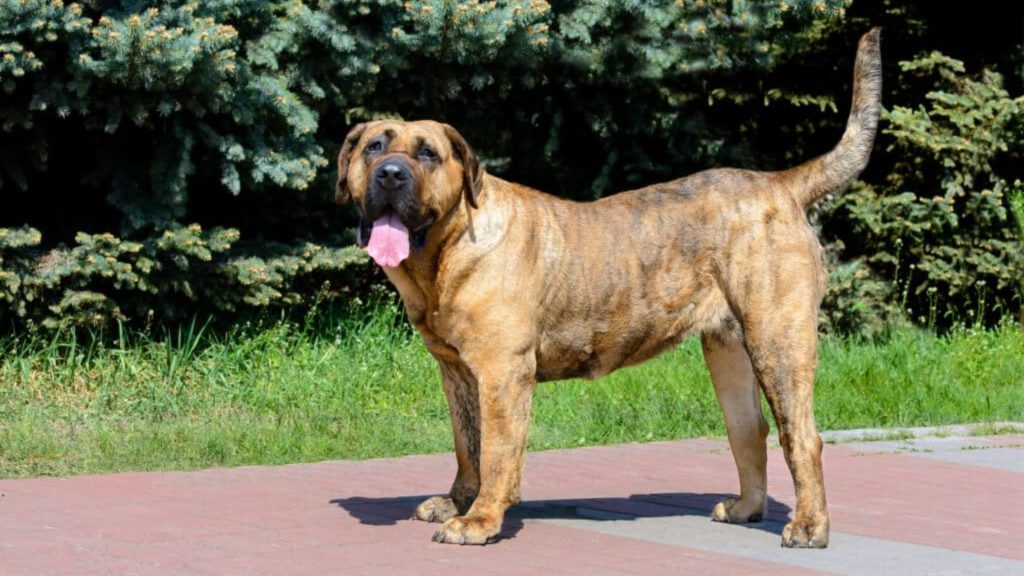 Dogo Canario