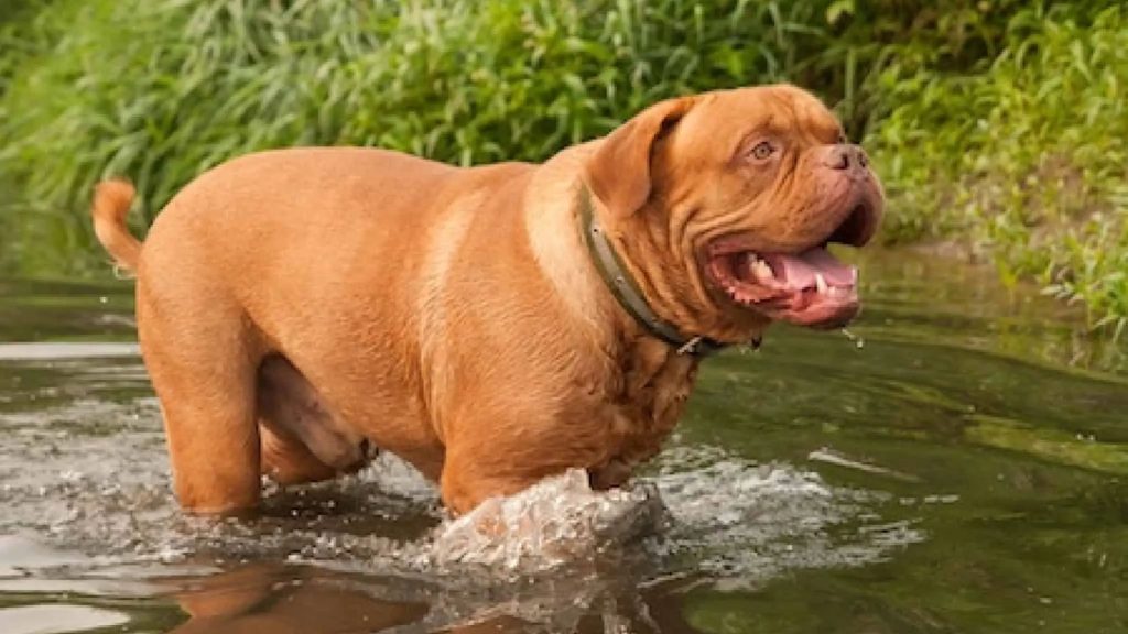 Dogue De Bordeaux