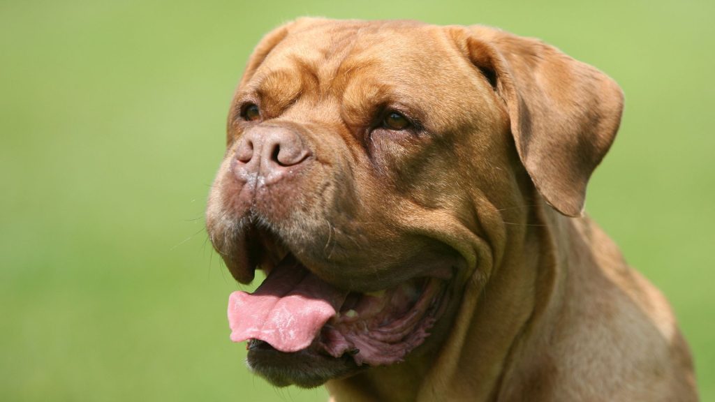 Dogue De Bordeaux