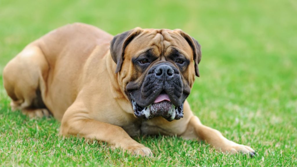 English Mastiff