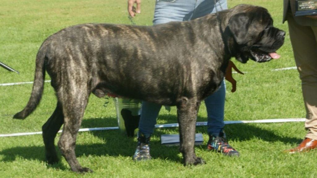 English Mastiff