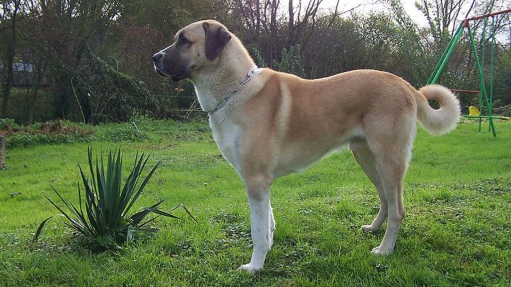 Kangal