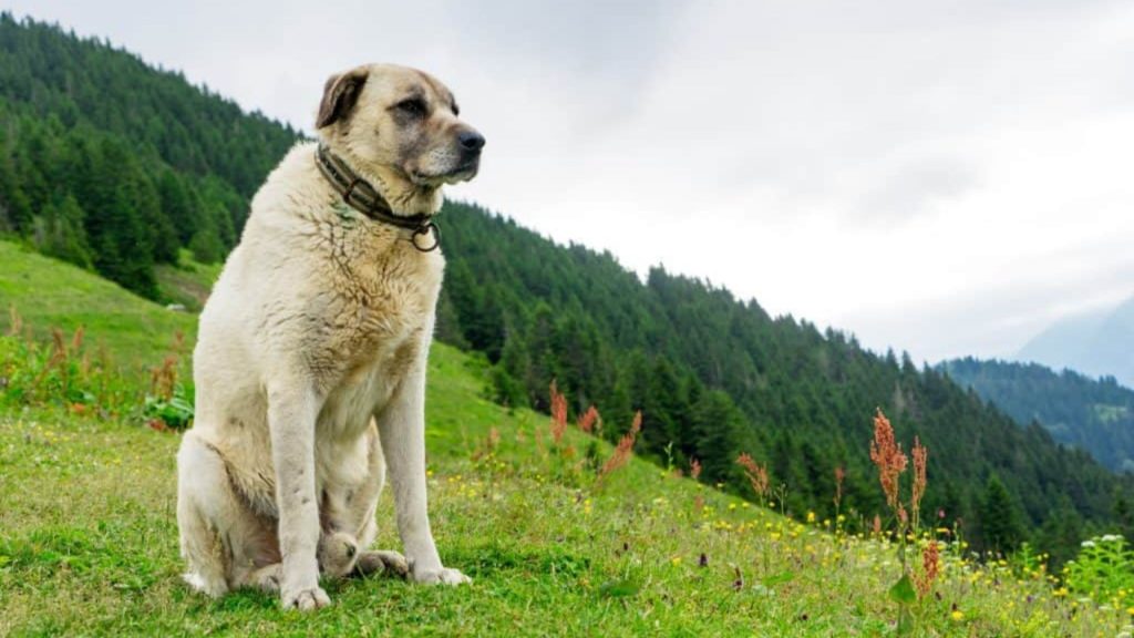 Kangal