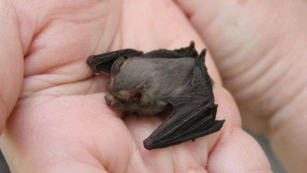 Kitti's Hog Nosed Bat