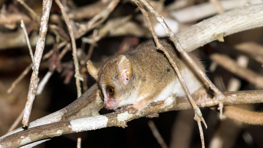 Madame Berthe's Mouse Lemur