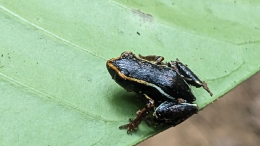 Monte Iberia Eleuth Frog