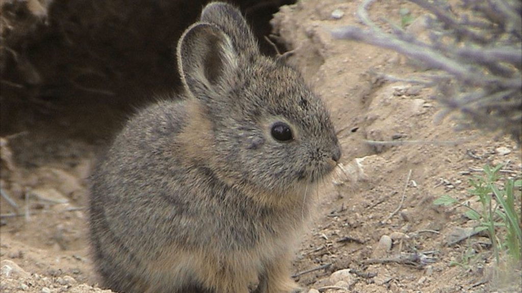 Pygmy Rabbit