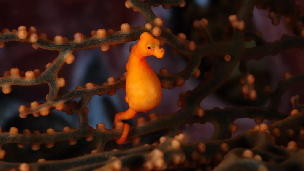 Pygmy Seahorse