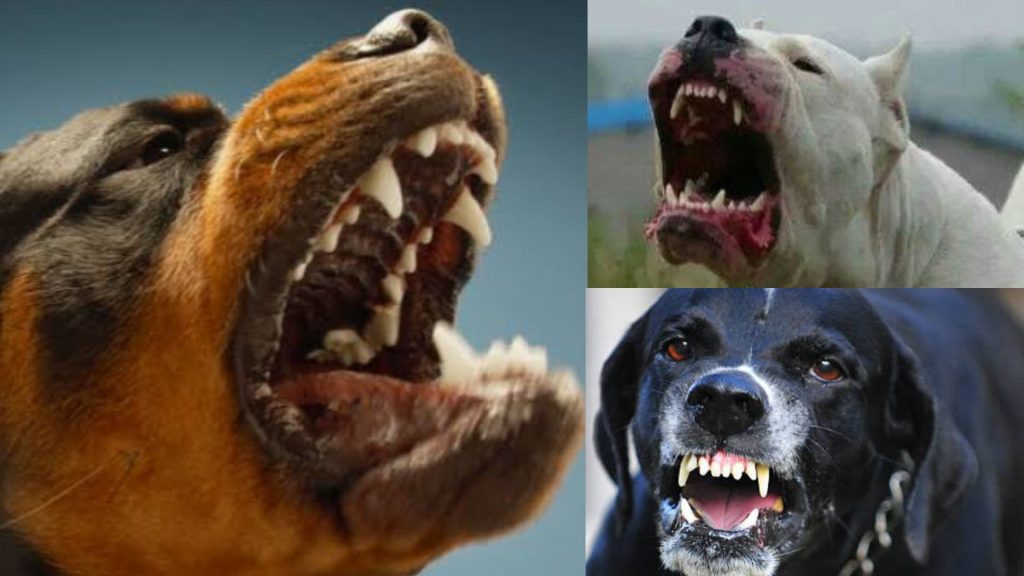 Top 10 dog breeds with the deadliest jaw biting force