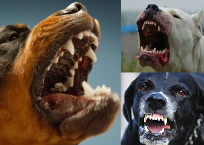 Top 10 Dog Breeds With The Deadliest Jaw-Biting Force 