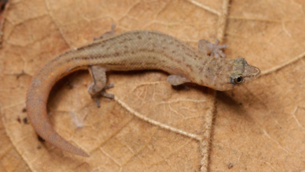 Virgin Island Dwarf Sphaero