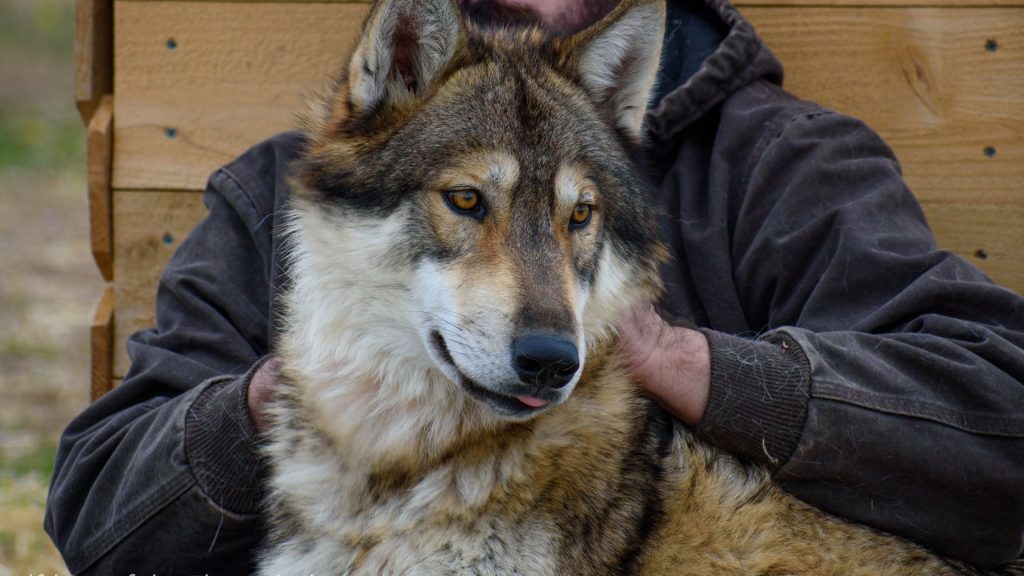 Wolfdog