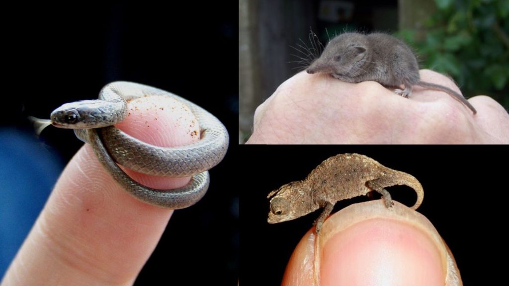 smallest animals in the world