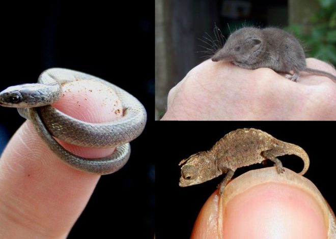 Top 10 Smallest Land Animals In The World