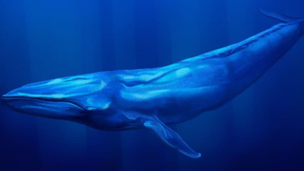 Blue whale