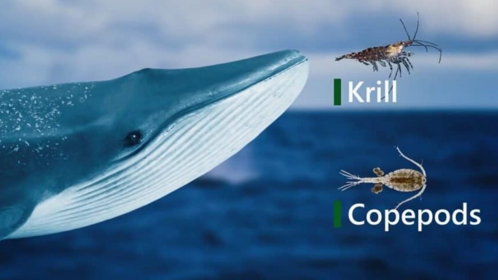 Biggest Whale In The World eating Krill and copepods