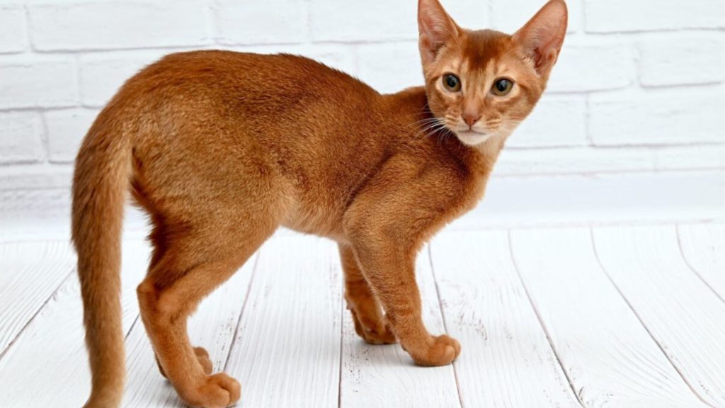 Abyssinian cat