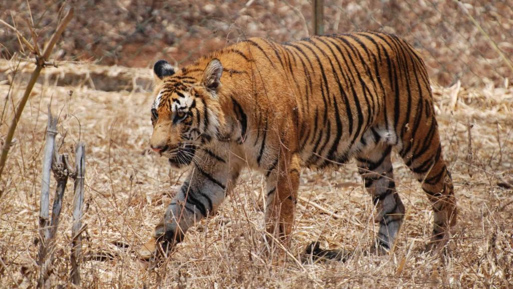 Bengal Tiger