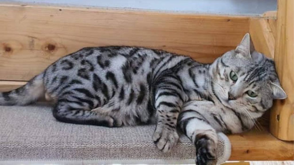 Bengal cat