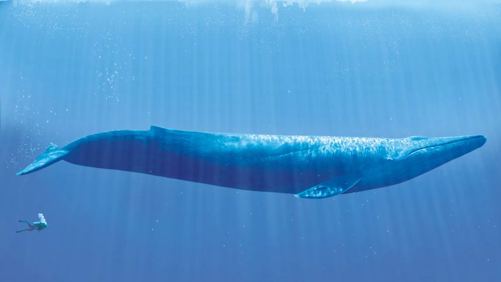 Biggest Whale In The World