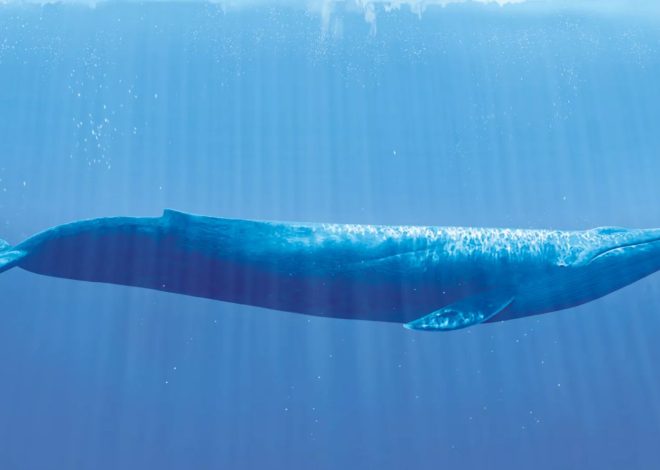 What Is The Biggest Whale In The World