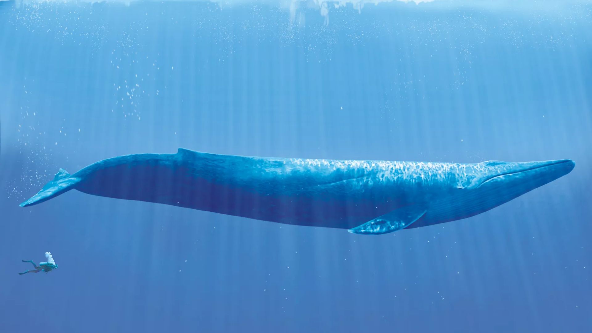 What Is The Biggest Whale In The World