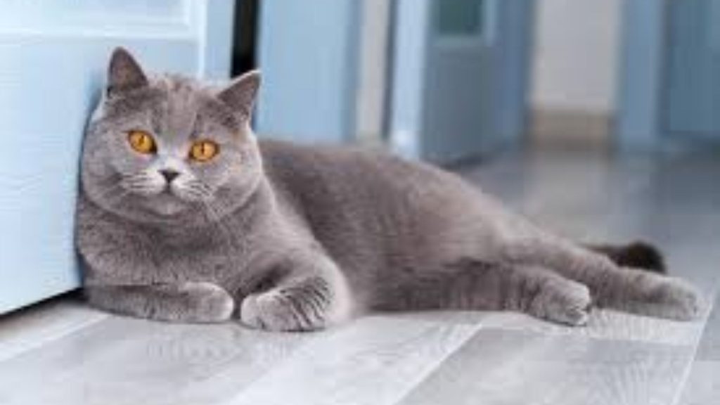 British Shorthair cat