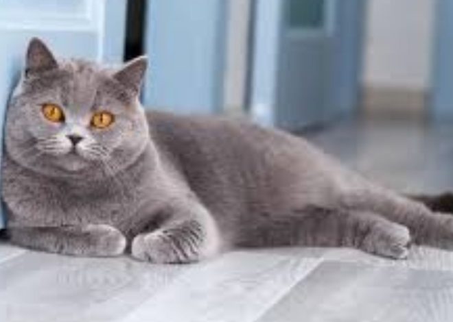 British Shorthair Cat