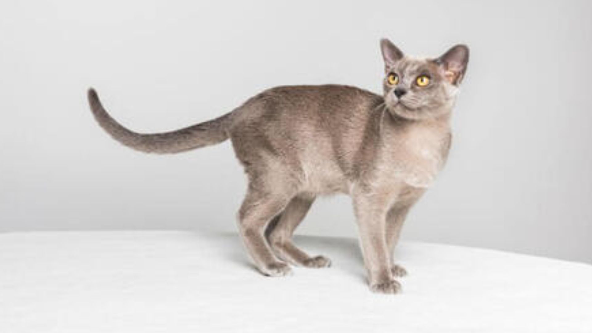 Burmese cat