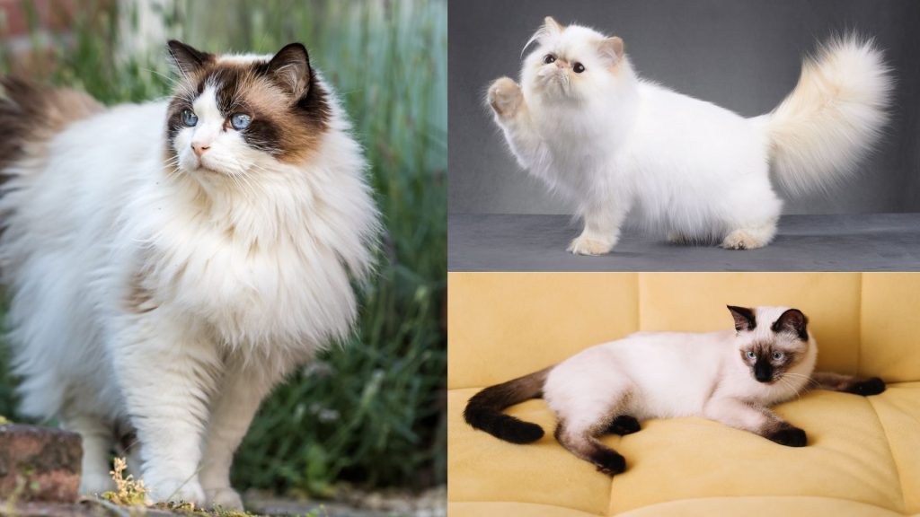 Cat Breeds