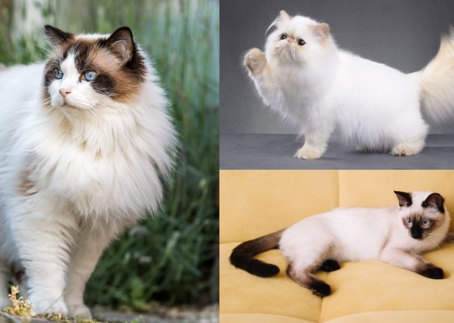 Top 8 Cat Breeds That Are Best For Families With Children