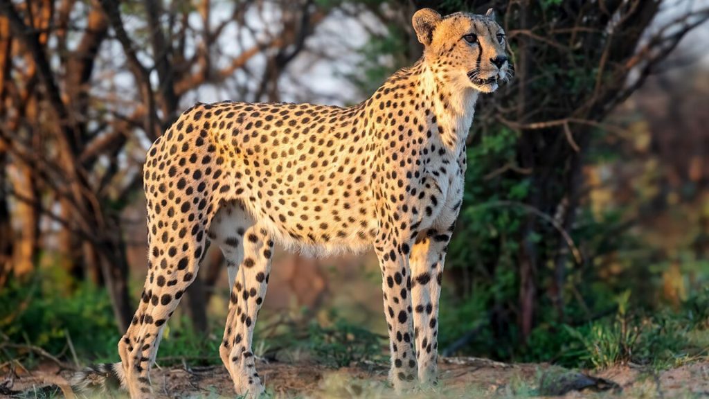 Cheetah