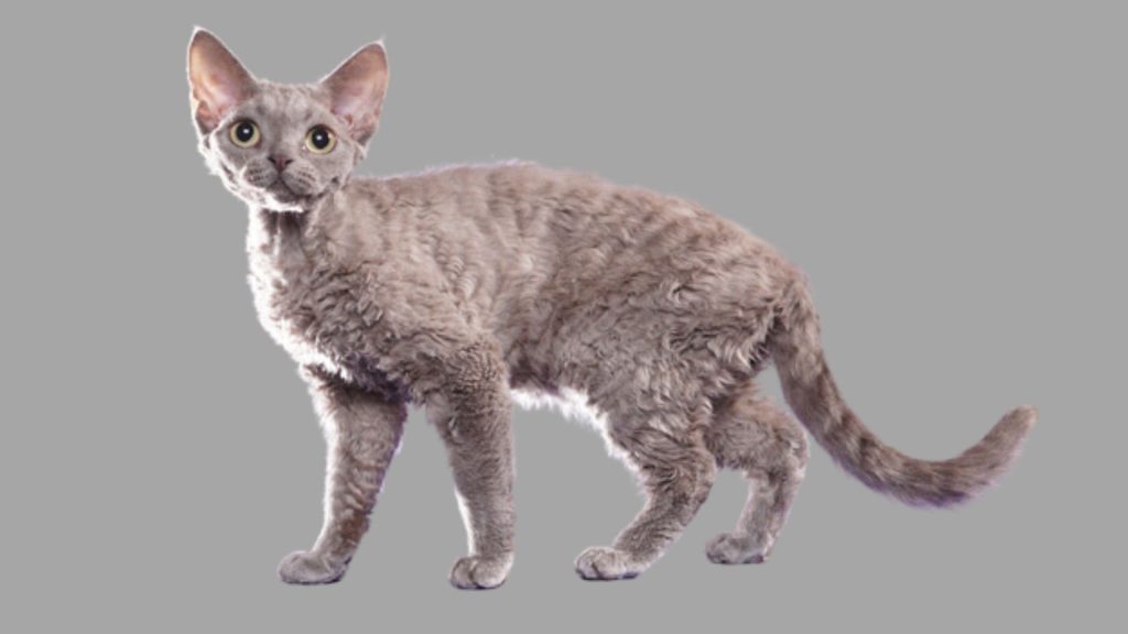 Devon rex cat