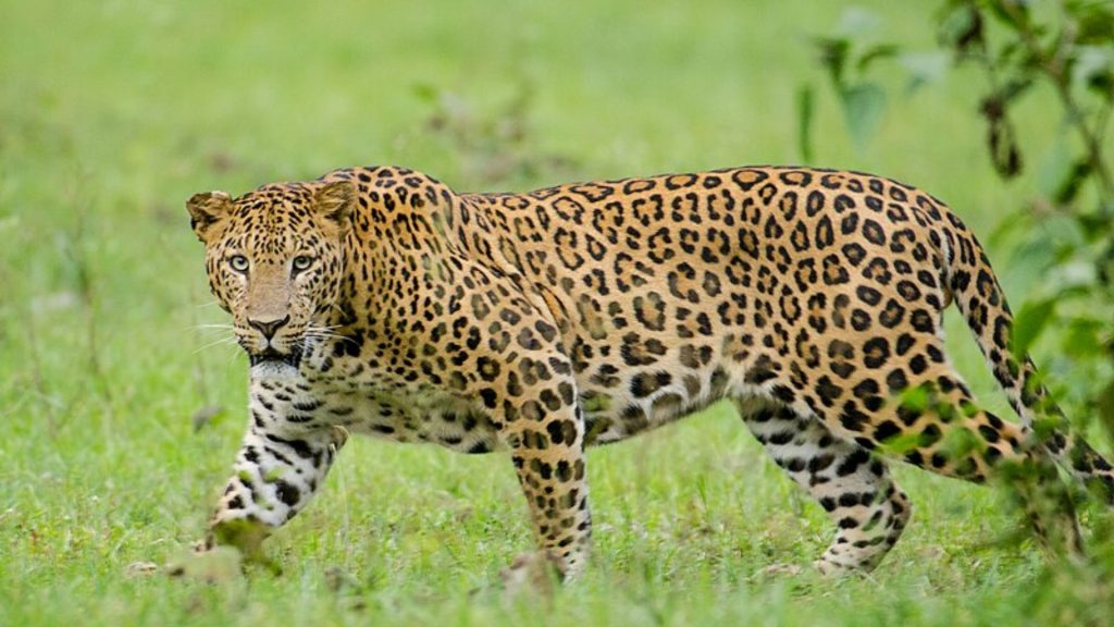 Leopard