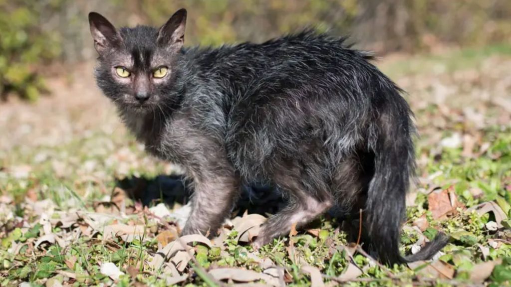 Lykoi cats