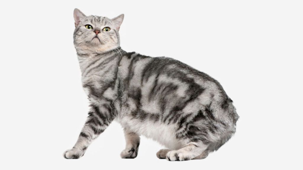 Manx cat