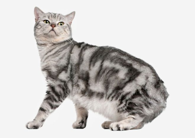 Manx Cat breed