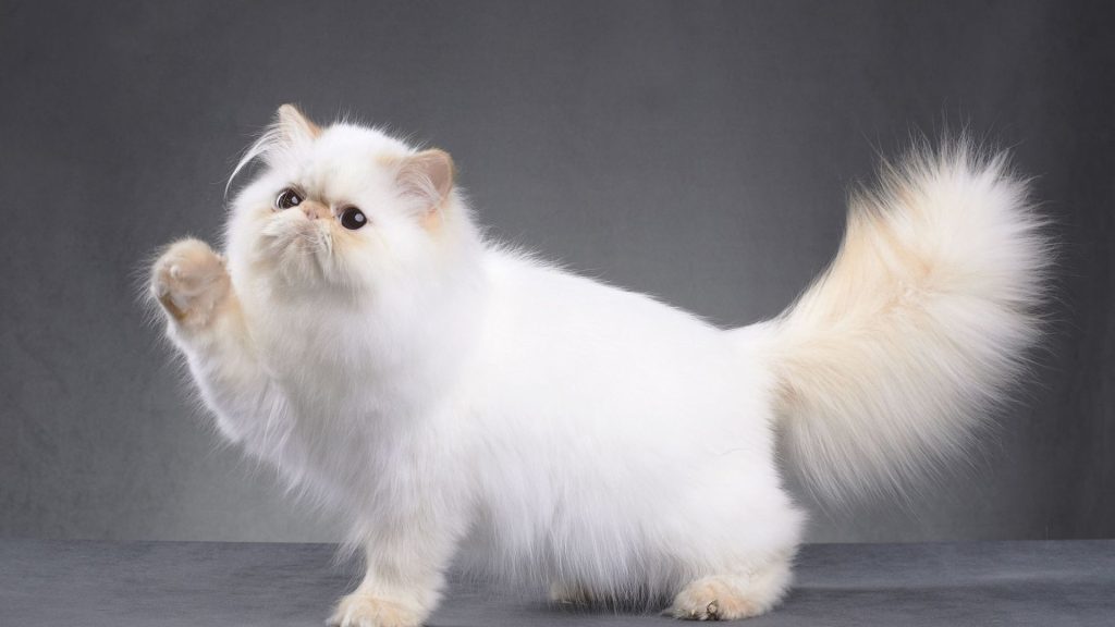 Persian cat