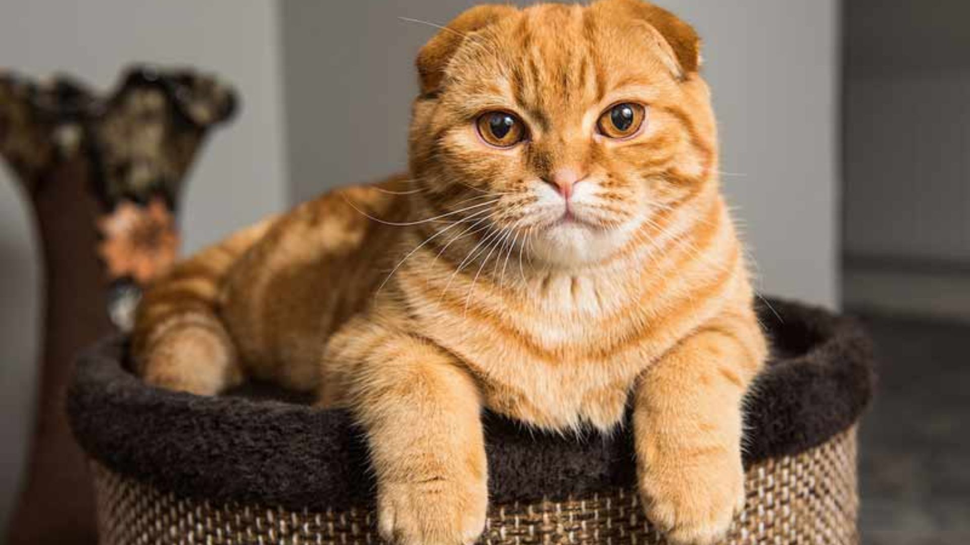 Scottish Fold Cat