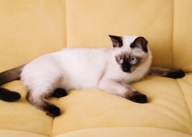 Siamese cat