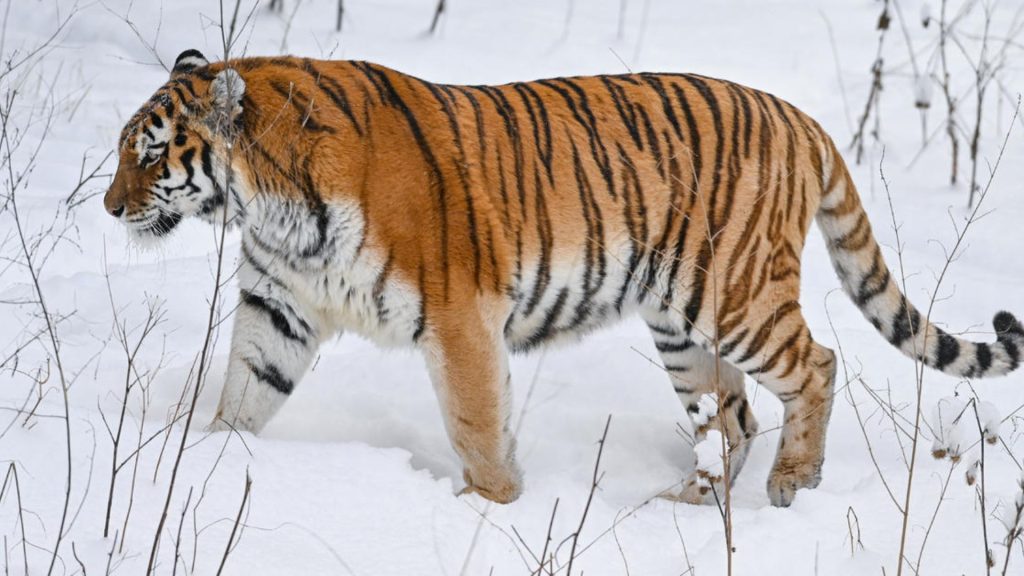 Siberian Tiger